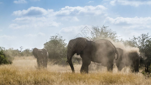 干燕窝非洲大象背景