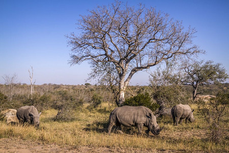 南部非洲Kruge公园的热带草原有三处南部白犀牛非洲Kruge公园的南部白犀牛非洲Kruge公园的南部白犀牛图片