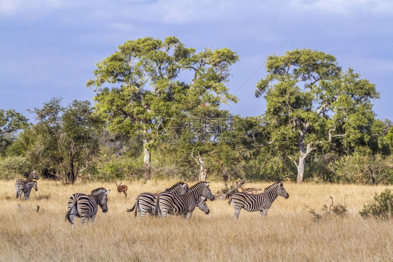 南非洲Kruge公园的热带草原中小群斑马非洲南部Kruge公园中的平原斑马非洲南部Kruge公园中的平原斑马图片