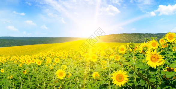 蓝色天空和美丽的太阳向日葵农业景观宽阔的照片图片