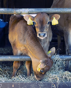 在荷兰有机农场上饲养的牛图片