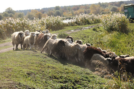 一群羊在草地的上放牧有选择地集中一群羊在草地的上放牧图片