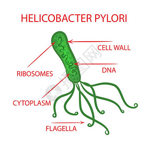 幽门螺杆菌病图解高清图片
