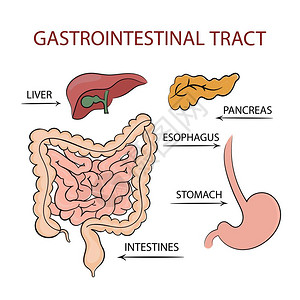 消化系统肝脏胰腺插画图片