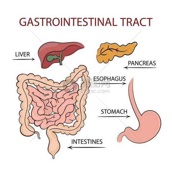 消化系统肝脏胰腺插画图片