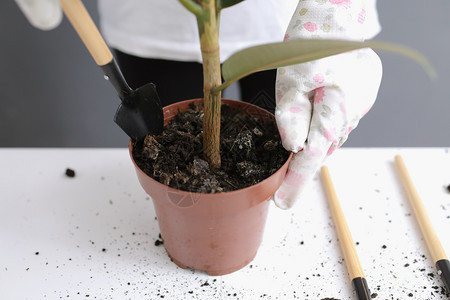 妇女将花粉重新植入的维杰锅中在家里进行庭移植年轻美丽的女照料室内植物扫描禽种的风格最低要求花店生态友好图片