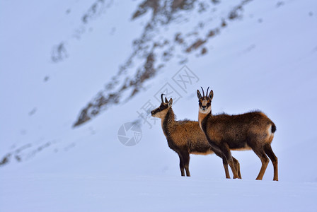 西班牙公园picosdeuropa山峰上的雪积中黑白图片