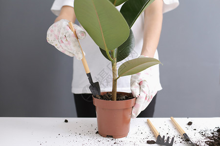 妇女将花粉重新植入的维杰锅中在家里进行庭移植年轻美丽的女照料室内植物扫描禽种的风格最低要求花店生态友好图片