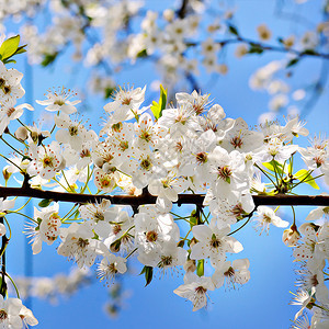 蓝天背景的开花樱桃典型的插图柔软焦点设计元素图片