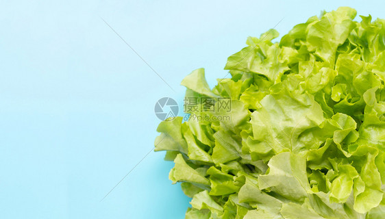 蓝色背景的绿橡树生菜复制空间图片