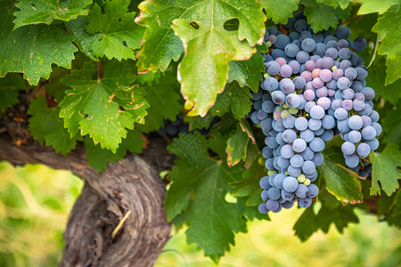 酿酒葡萄红葡萄团挂在树上背景