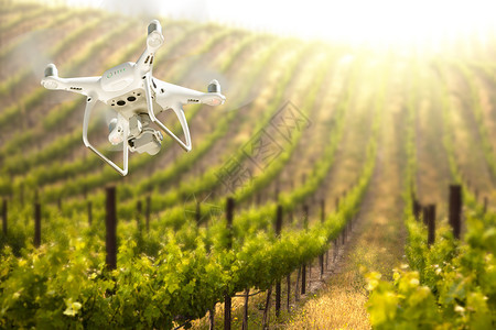 无人驾驶飞机在葡萄园农场上空工作图片