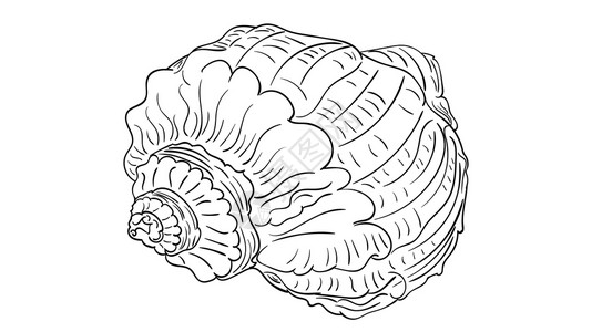 黑白线条装饰贝壳古老风格插图图片