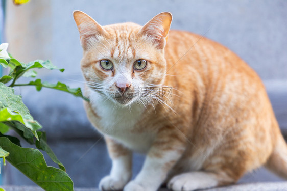 可爱的橘猫在看镜头图片