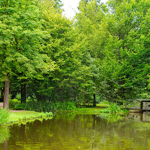 夏季公园的风景湖图片