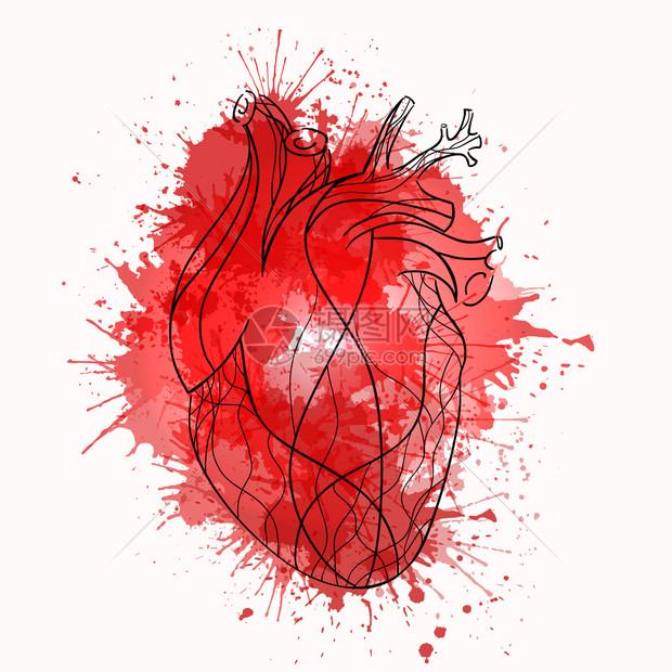 矢量素描的真正心脏的红线水彩飞溅矢量素描的真实心脏的红线与水彩
