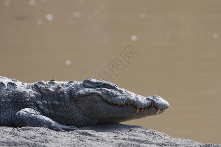在巴迪亚奈帕的鳄鱼图片