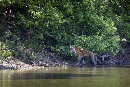 黑豹底格里斯孟加拉虎图片