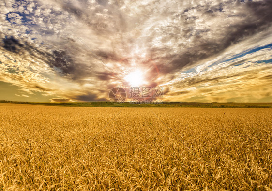 盛的成熟小麦金田在夜空中的日落照亮天空中云彩照亮美丽的夏季农村风景图片