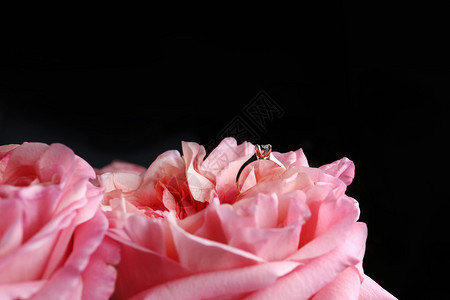 红玫瑰花瓣上的钻石婚戒粉红玫瑰上的钻石婚戒有选择焦点钻石金戒指玫瑰花瓣上的钻石婚戒图片