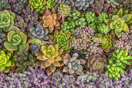 花园中各种植物的混合多样自然背景图片