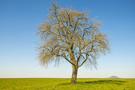一棵梨树的花朵蓝天空和德国山丘荷斯塔芬图片