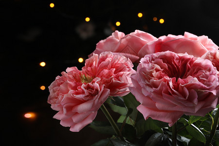绿色深背景的大玫瑰自然的户外宏观秋季照片粉红玫瑰关闭视觉焦点粉红玫瑰关闭视觉焦点关闭图片