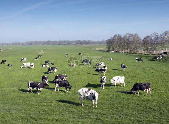 草原上的奶牛全景图片