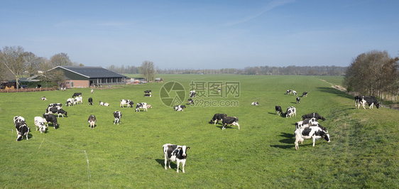 草原上的奶牛全景图片