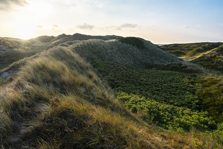 太阳升起时锡尔特岛风景以沙丘覆盖在马拉姆草苔和玫瑰树丛中夏季德意志自然保护区图片