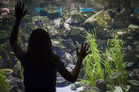 令人惊讶的年轻女孩站在巨大的水族馆观察玻璃上图片