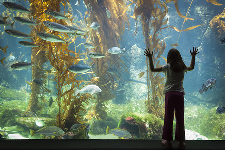 令人惊讶的年轻女孩站在巨大的水族馆观察玻璃上图片