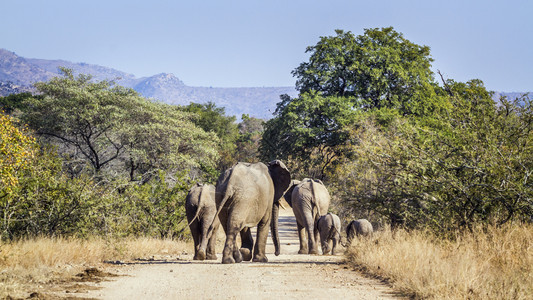非洲灌木大象家庭在非洲南部Kruge公园的fari路后方的walikng非洲大象的SpeciLoxdntaAfricn家庭非洲灌图片