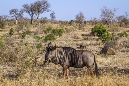 南部非洲Kruge公园草原风景中的蓝野南部非洲Kruge公园的bovidae的Spcionhaetsurins家庭图片