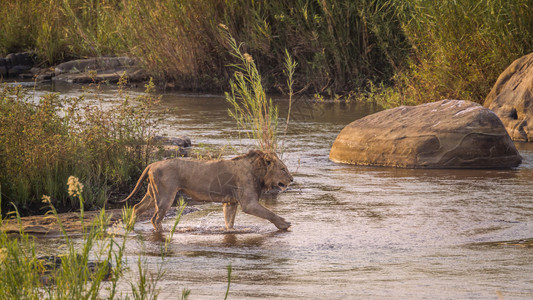 非洲狮子男跨越非洲南部Kruge公园的河流felida的SpiPanthrlo家庭图片