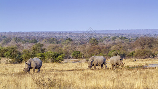 三只南方白犀牛在南非克鲁格公园的草原上吃草角鼻犀科角鼻犀科南非克鲁格公园的南白犀牛图片