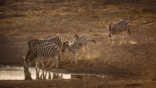 南非洲Kruge公园清晨在水坑中饮用的小群平原斑马非洲南部Kruge公园的平原斑马非洲南部Kruge公园的平原斑马图片