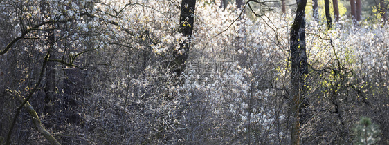 在荷兰河畔的杜特奇初春林中盛开的阴影或羊皮图片