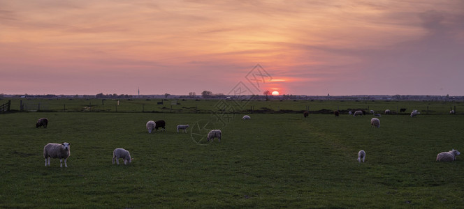 日落时黄昏有繁华的天空在达屈绿草地的绵羊和羔休眠图片