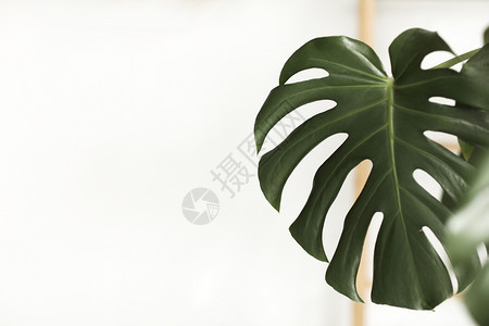 野兽或分裂叶花的绿野兽Delicosa热带树叶植物生长在荒野中白色背景上孤立无援选择焦点图片