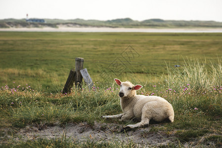 独自坐在锡尔特岛北海的沙地草上幼羊图片