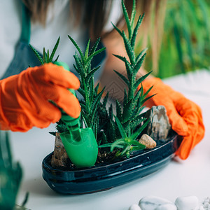 妇女在家里将种子放锅植图片