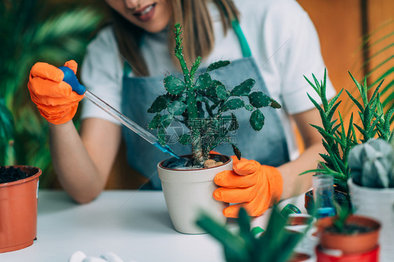 在家施肥仙人掌植物的年轻妇女图片