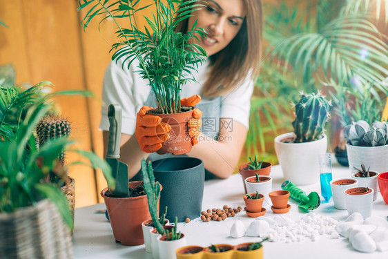 拥有陶植物的女园图片