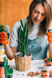 在家施肥仙人掌植物的年轻妇女图片