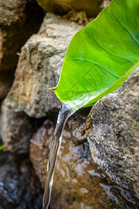 非洲安托阿太海角动脉的天然叶喷泉图片