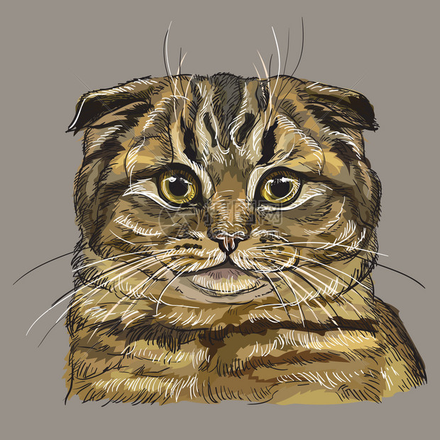 彩色手绘猫头矢量卡通插画