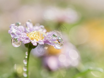 粉红色的小花与绿色背景的雨滴在空间中的特写图片