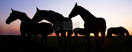 日落时草地上马匹的全色轮廓以对抗多彩的天空图片