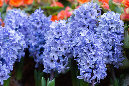 在阳光明媚的夏日或春花园里朵用于明信片美容装饰和农业设计图片